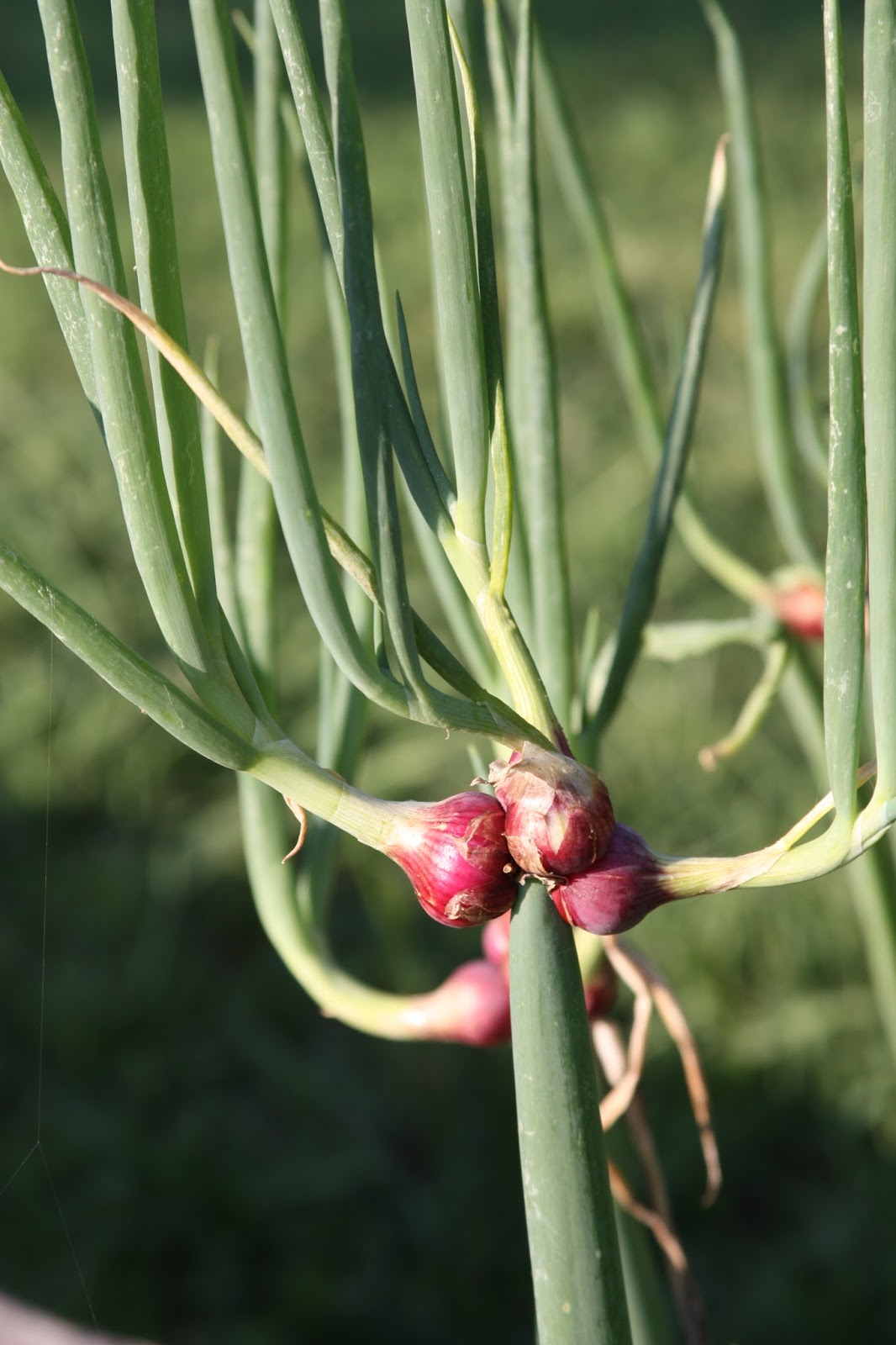 Egyptian Walking Onions