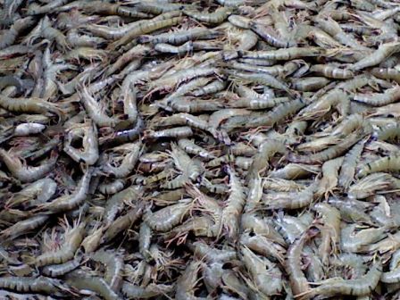 KAMPUNG POHIJO: PANEN UDANG WINDU....wooooo.....???????????