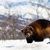 13 Binatang Eksotis di Kutub Utara 