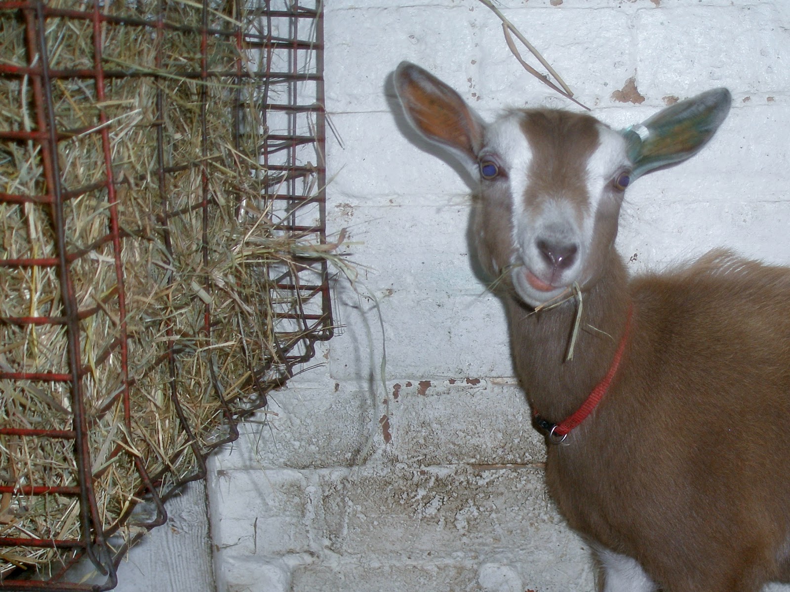 CraigardCroft Transporting the goats