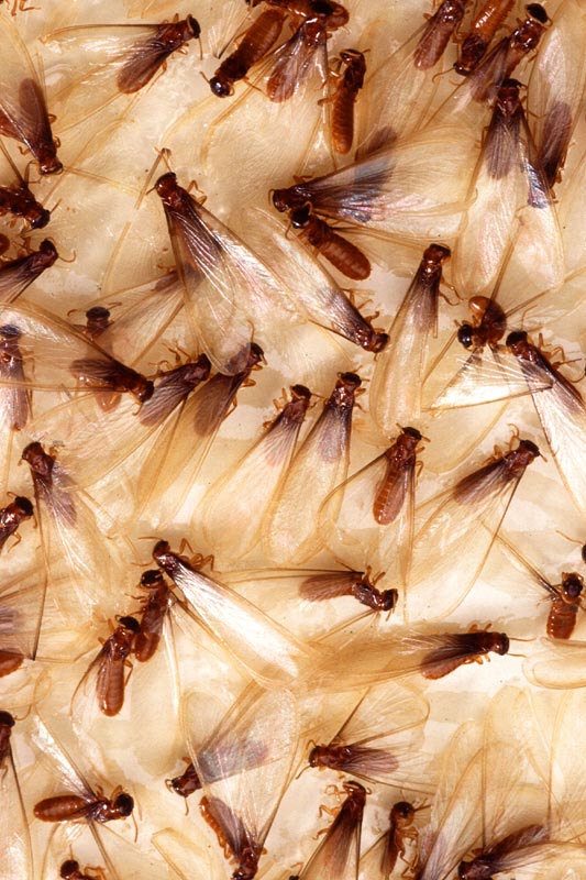 termite termites eat around animal