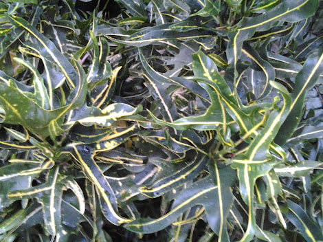 Variegated Oakleaf Croton; a beautiful tropical leaf