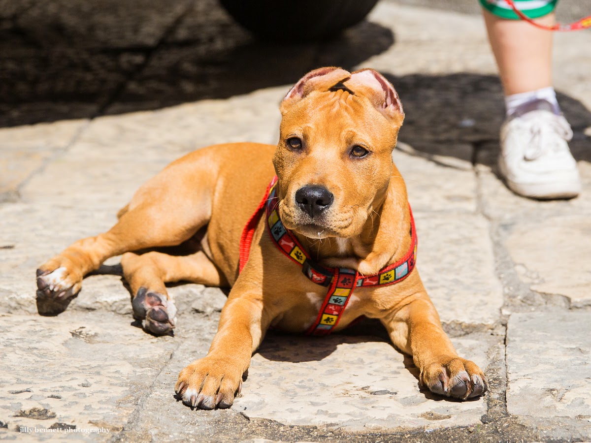 RIVIERA DOGS The pup with the cropped ears