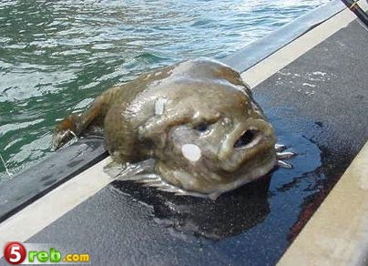 Giant Blobfish