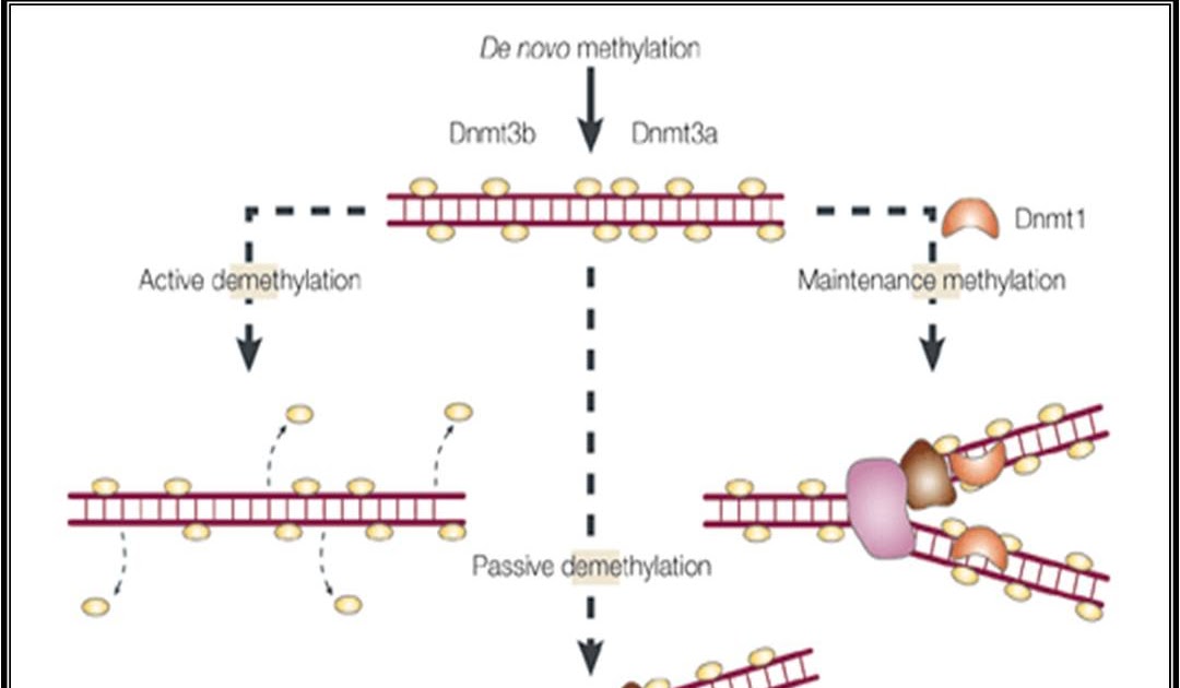 Encyclopedia DNA Methylation & Gene Expression