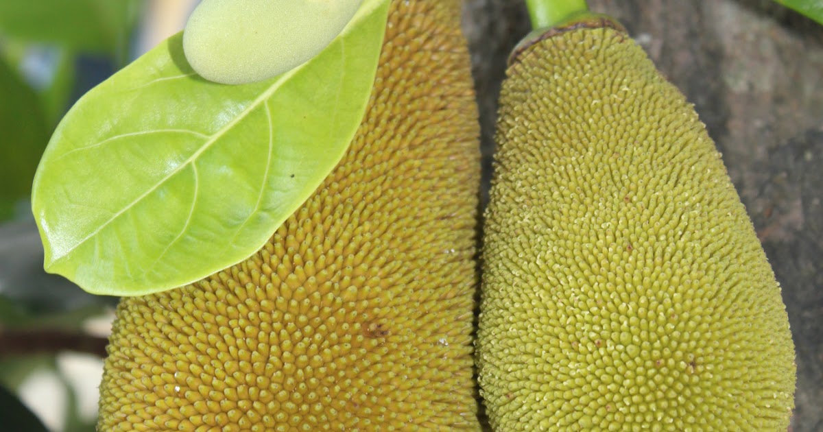 Groovydulcet Moods and Musings Langka (Young Jackfruit) Salad