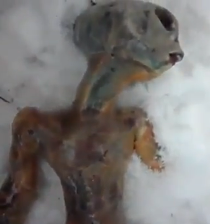 Descubren cuerpo de aparente Extraterrrestre en Rusia (Video) Gris+esqueleto