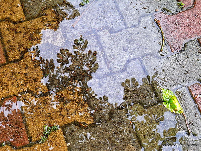 Umbra unui castan, reflectata in apa de ploaie adunata intr-o adancitura din pavaj.