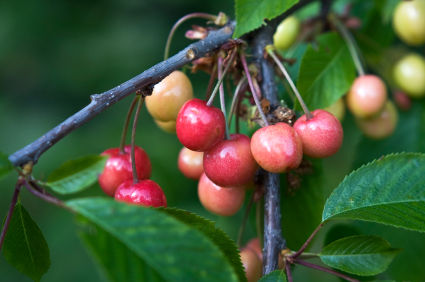Types Of Cherry Trees Types Of Cherry Trees