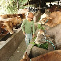gambar peternakan sapi gambar peternakan sapi