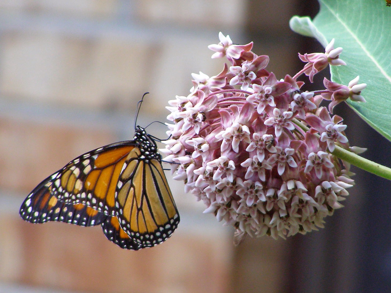 Blue Jay Barrens Monarch Butterflies