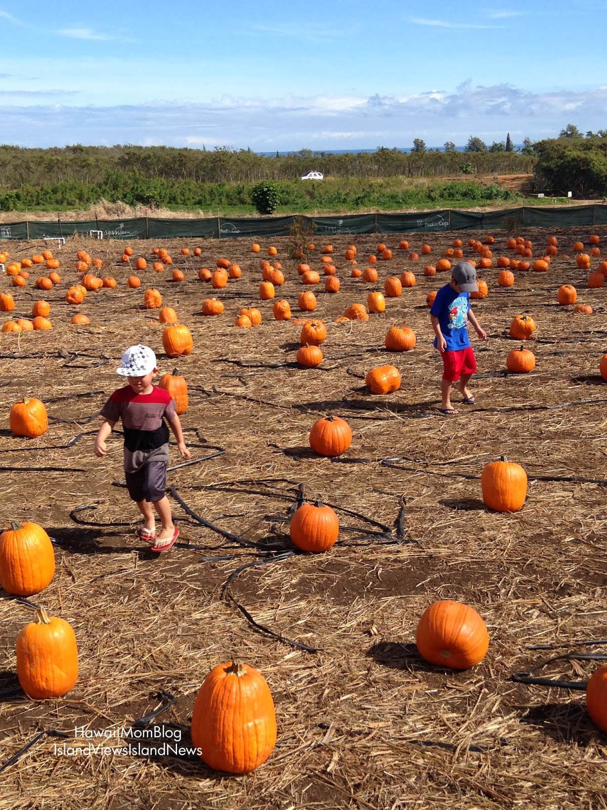 Hawaii Mom Blog Waimanalo Country Farms Pumpkin Patch