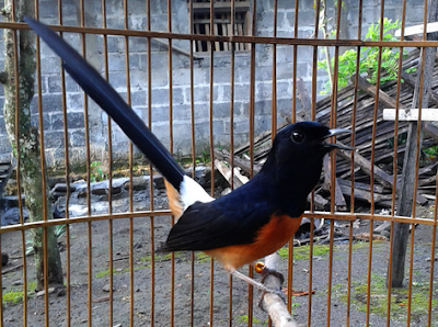 murai batu ring murai batu ring
