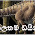 Sauropods : The World's largest Dinosaurs