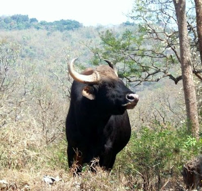 Gaur Mudumalai National park