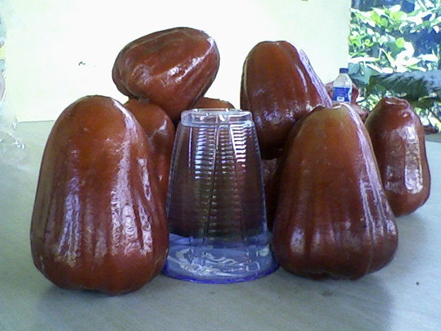 bibit buah bunton malang macam macam jambu air bibit buah bunton malang macam macam jambu air