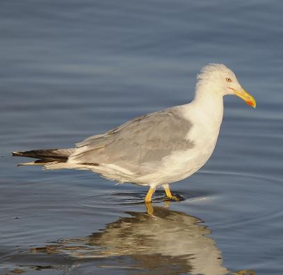 Gaviotas