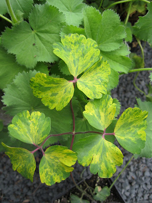 Aquilegia vulgaris 'Leprechan Gold' leaves