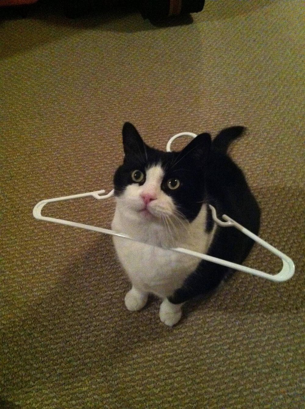 Funny cats - part 57 (30 pics + 10 gifs) | Amazing Creatures