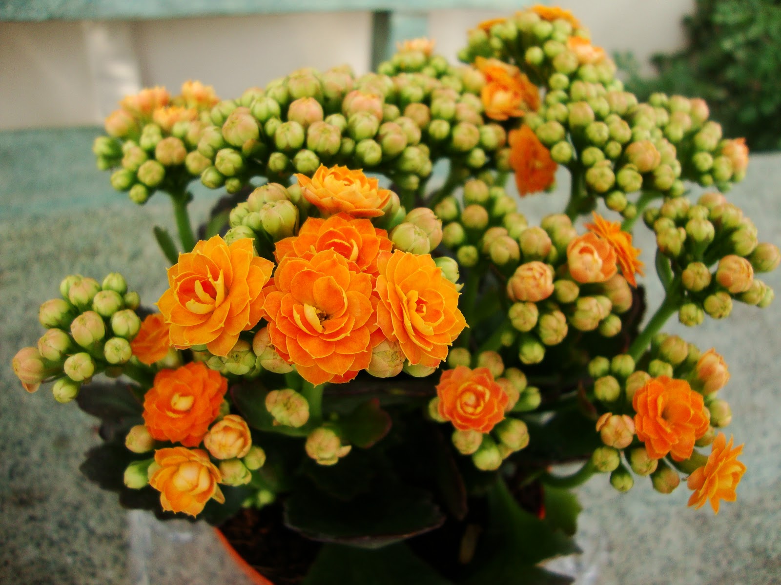 Wiese Acres Kalanchoe plants