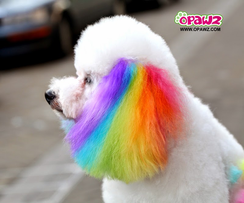 Pets Lover: Is It Safe To Dye Your Dog? Pets Lover: Is It Safe To Dye Your Dog?