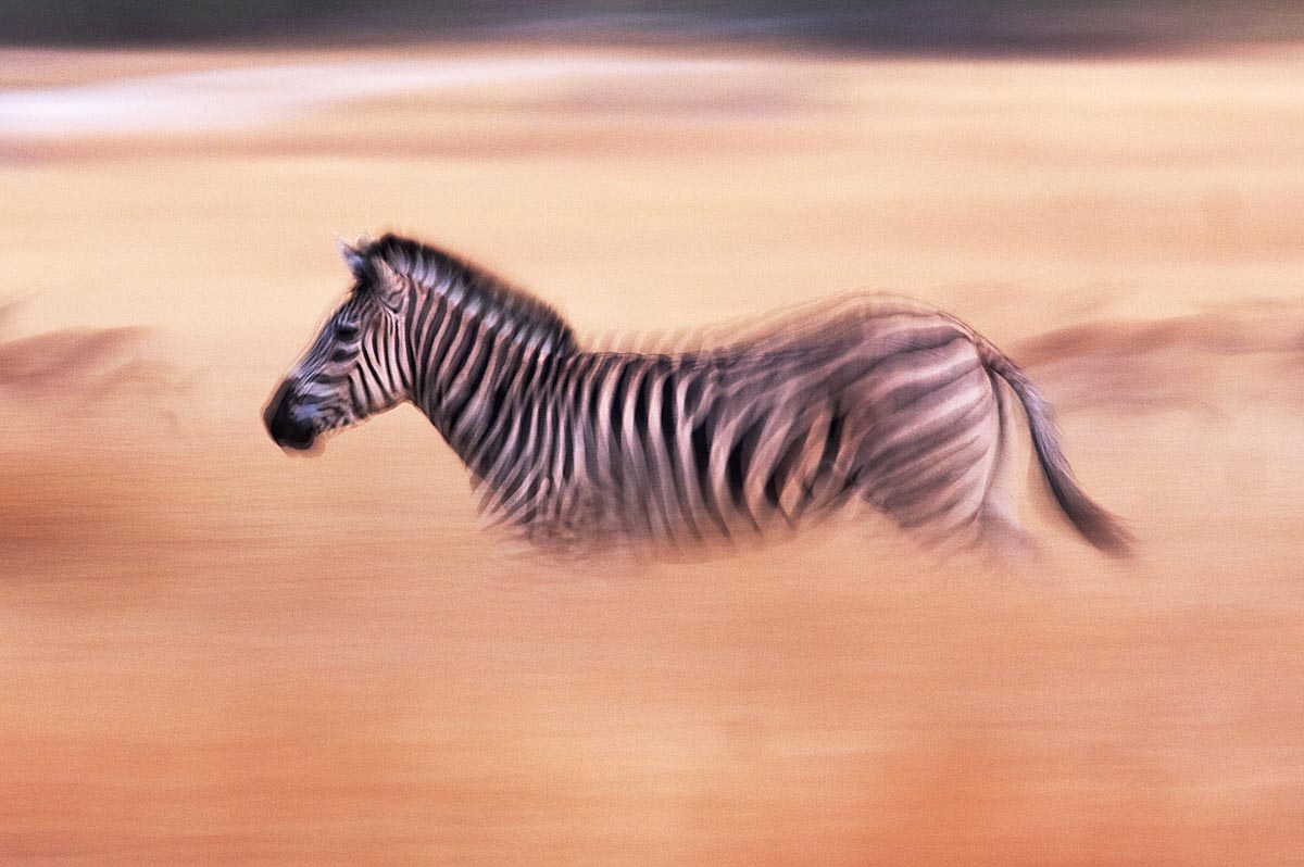 Amazing Zebras