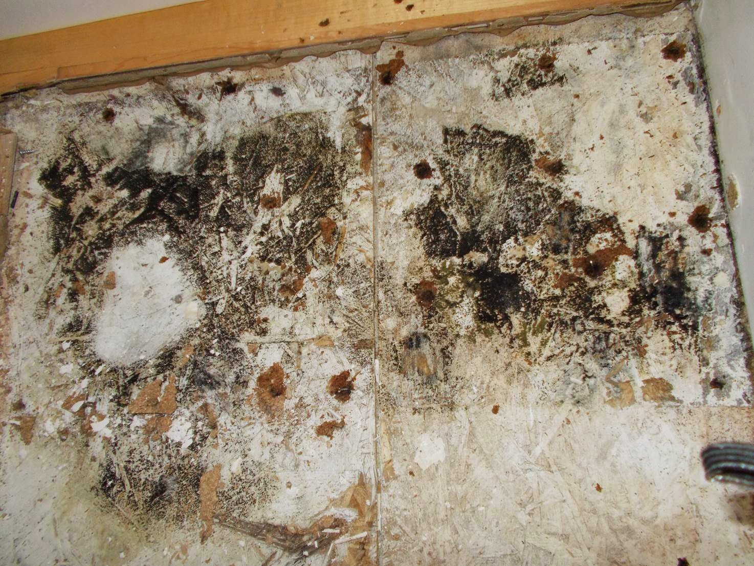 Restoring Every Detail From Start To Finish Tips on Preventing Mold Growth