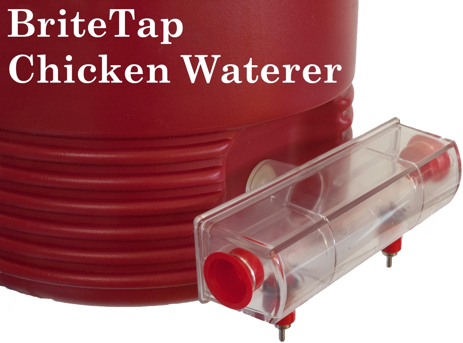 How To Give Water to Your New Baby Chicks