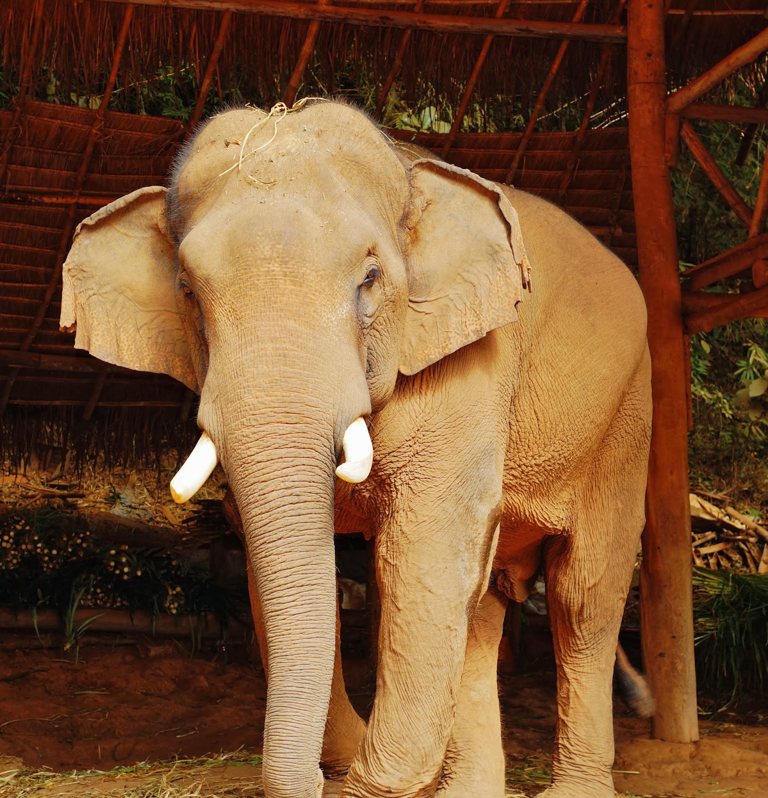Think Elephants International: What's the Fuss About Tusks?