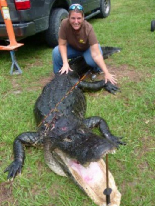 Teenger Caught 800 Pound Alligator in South Florida, USA