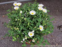 Cistus salvifolius