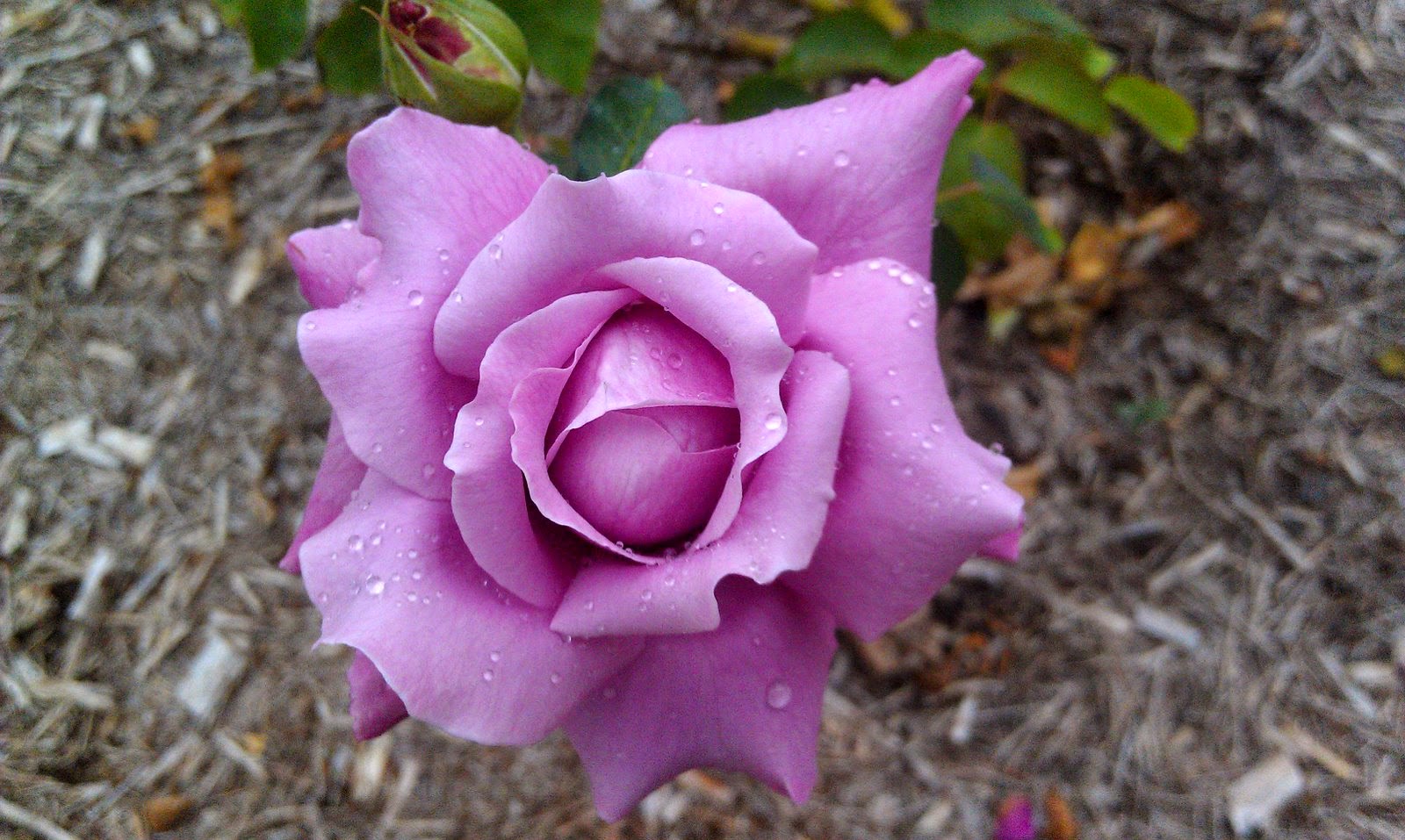 Hybrid Tea Rose purple