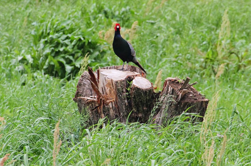Yamasemi Web Blog キジは一見何処にでも居るようだが実はなかなか出遭い難い野鳥 The Pheasant Is A Wild Bird That Cannot Encounter It Easily Anywhere