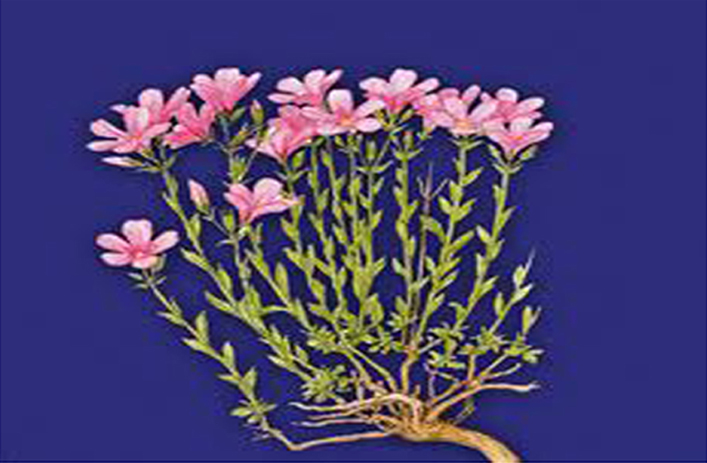 ΤΟ ΜΟΝΑΔΙΚΟ "Linum Hellenicum "