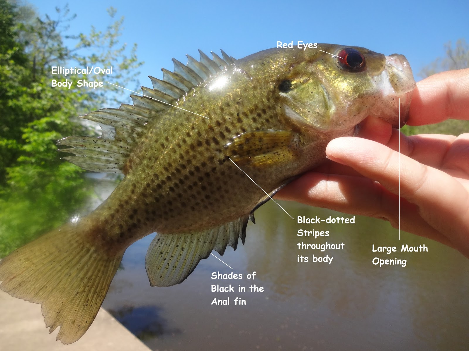 Extreme Philly Fishing Be a "Sunfish Expert" A Simple Guide for