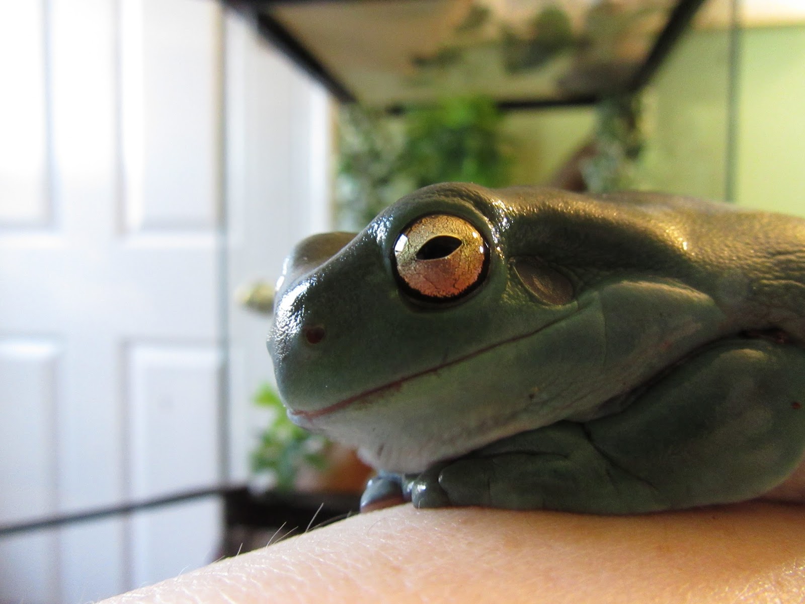 Momcicle Mania White's tree frog aka Dumpy tree frog aka Litoria caerulea