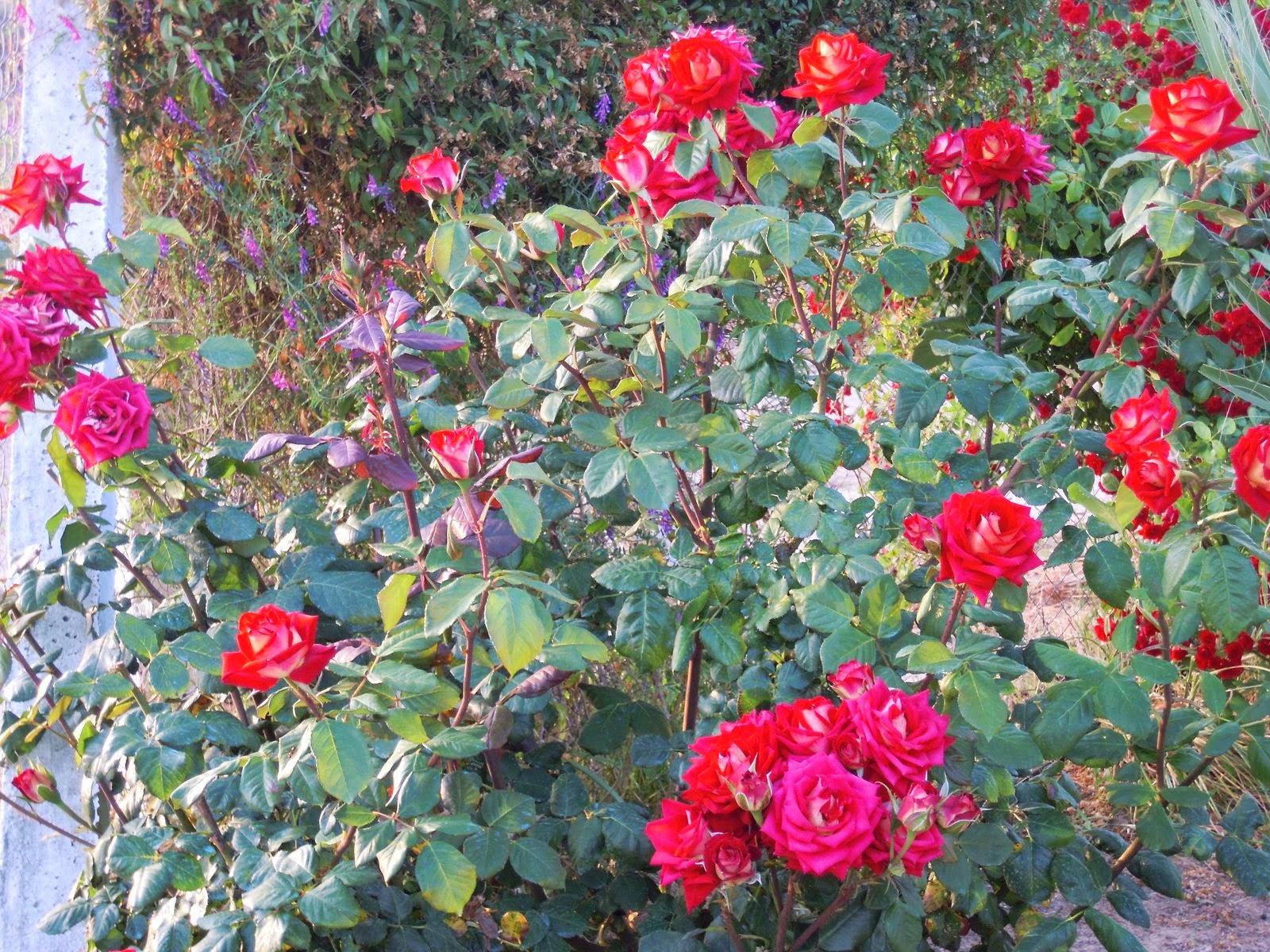 Mi herencia...: El jardín de Joaquina II