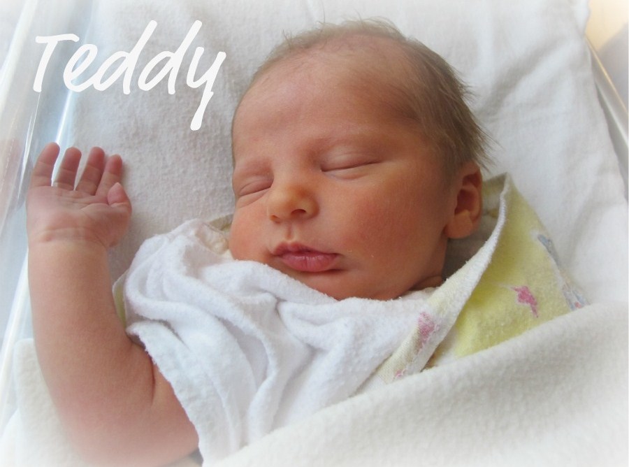 introducing teddy book introducing teddy book