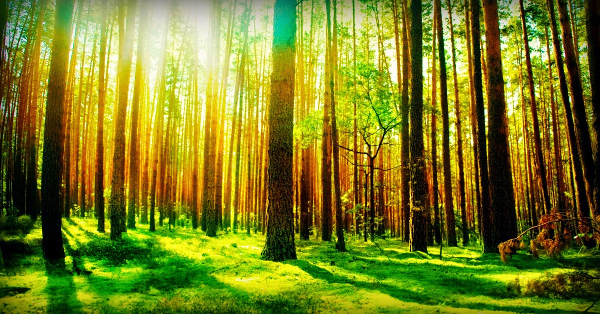 The Life Extension Blog The Benefits of Pine Bark Extract