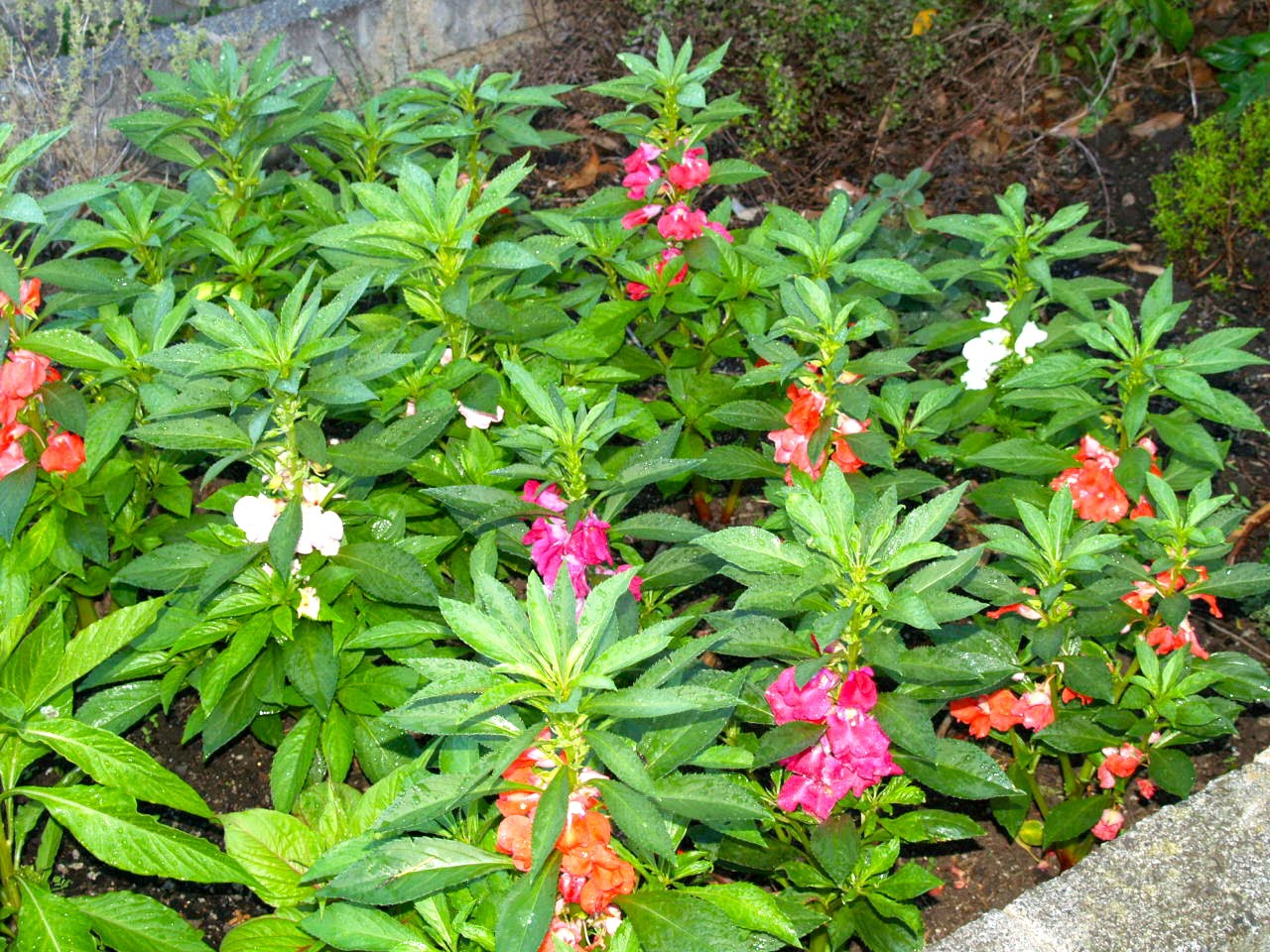 Florez Nursery Camellia flowered balsam, Impatiens balsamina
