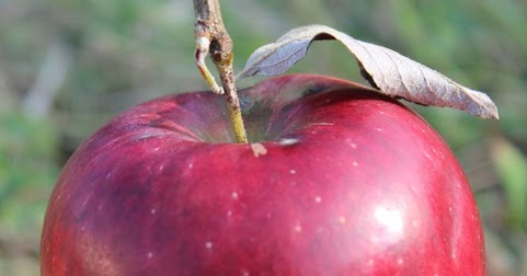 adam 39 s apples earliblaze crimson crisp apples