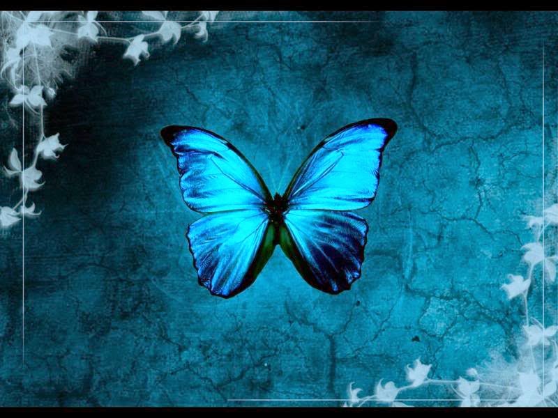 Cool Blue Butterfly Photos Cool Blue Butterfly Photos