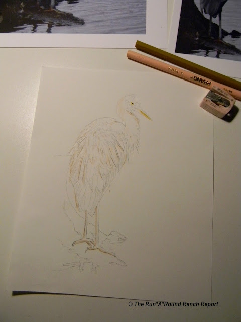 blue heron skeleton