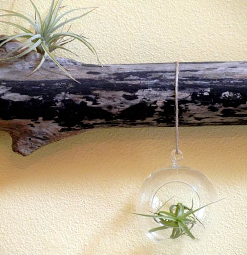 DIY Driftwood & Terrarium Airplant Wall Hanging Poppytalk