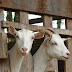 Paraíba produzirá iogurte de leite de cabra sem lactose