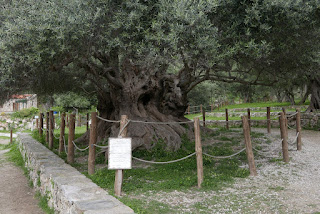 l'arbre de Kavousi