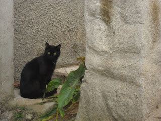 Feral cat