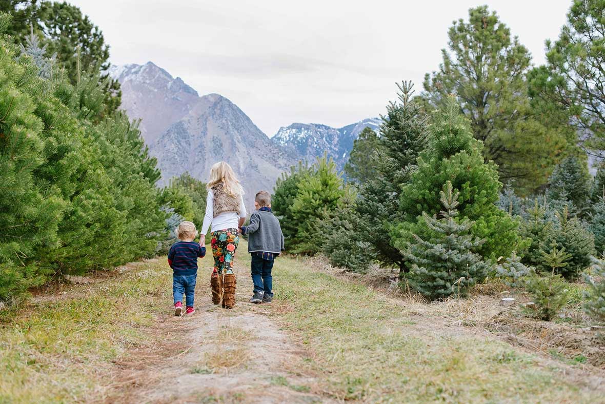 haderlie photography beck s christmas tree farm