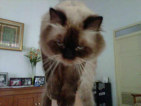Gambar Kucing Persia Himalaya marah Gambar Kucing Persia Himalaya marah