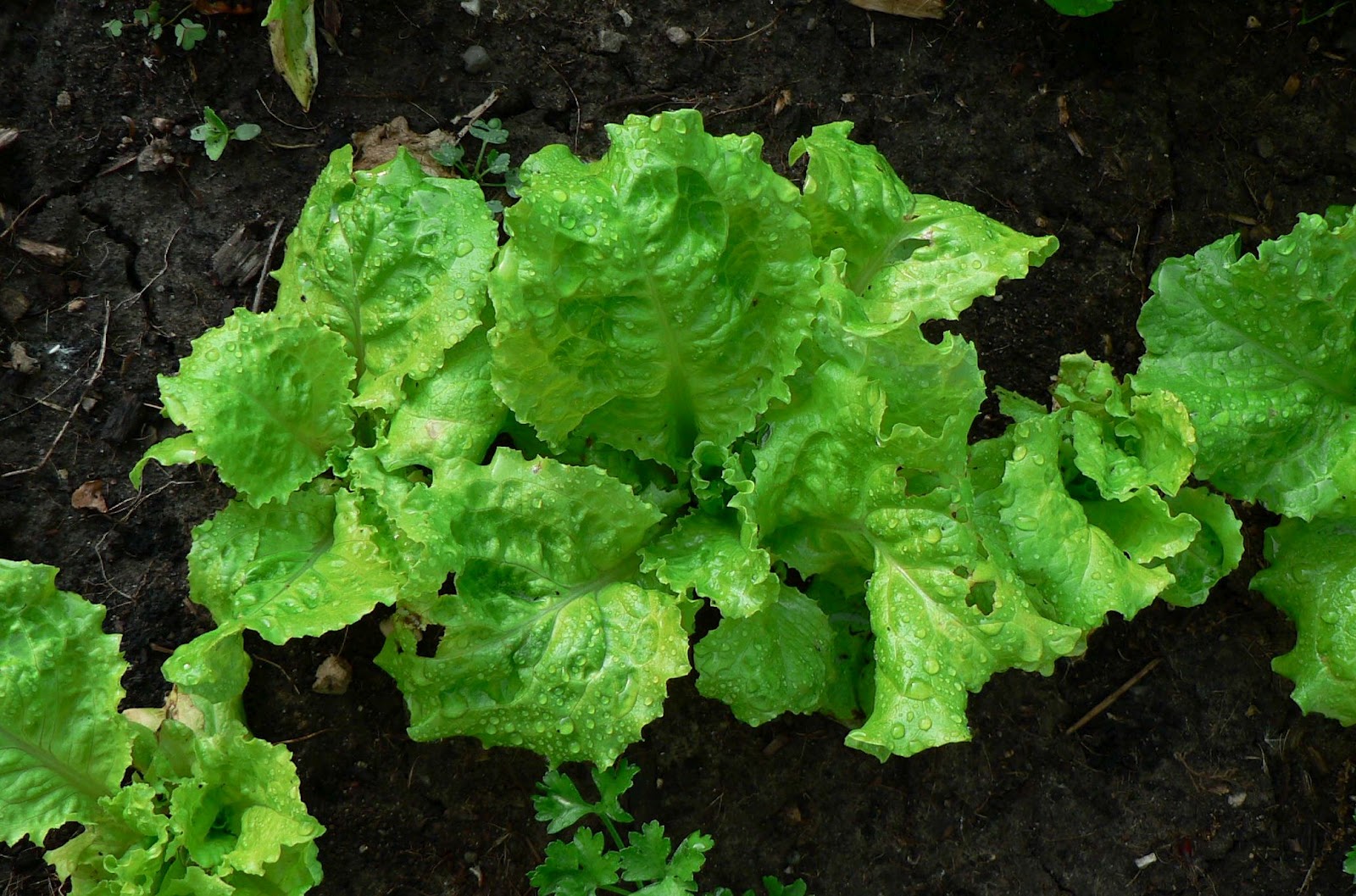 Visit My Garden Veggie Garden in May